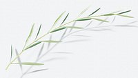 Olive branch