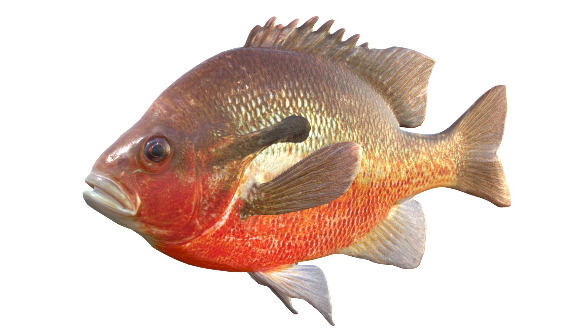 Redbreast Sunfish 3D Model - TurboSquid 2512243