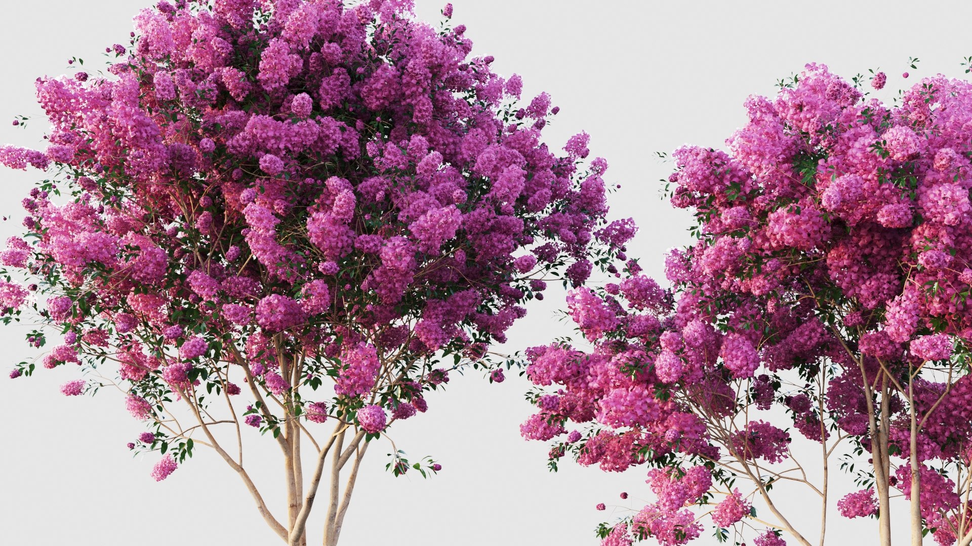 Crape Myrtle 3D Model - TurboSquid 1889039
