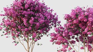 crape myrtle