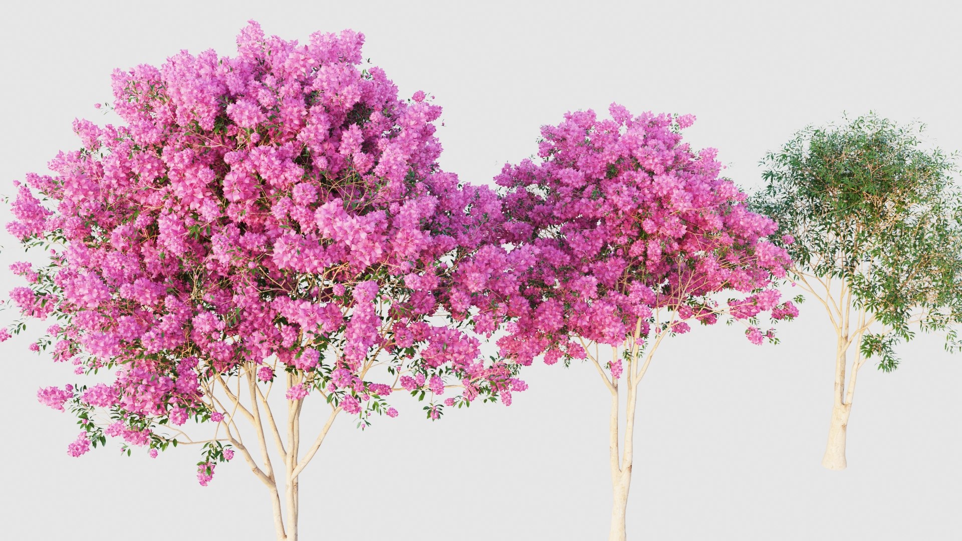 crape myrtle 3D model https://p.turbosquid.com/ts-thumb/DY/eG9tuN/P6/crapemyrtle7/jpg/1651048521/1920x1080/fit_q87/117e5d45244decb6f37485e0931f79db3cf92ad6/crapemyrtle7.jpg