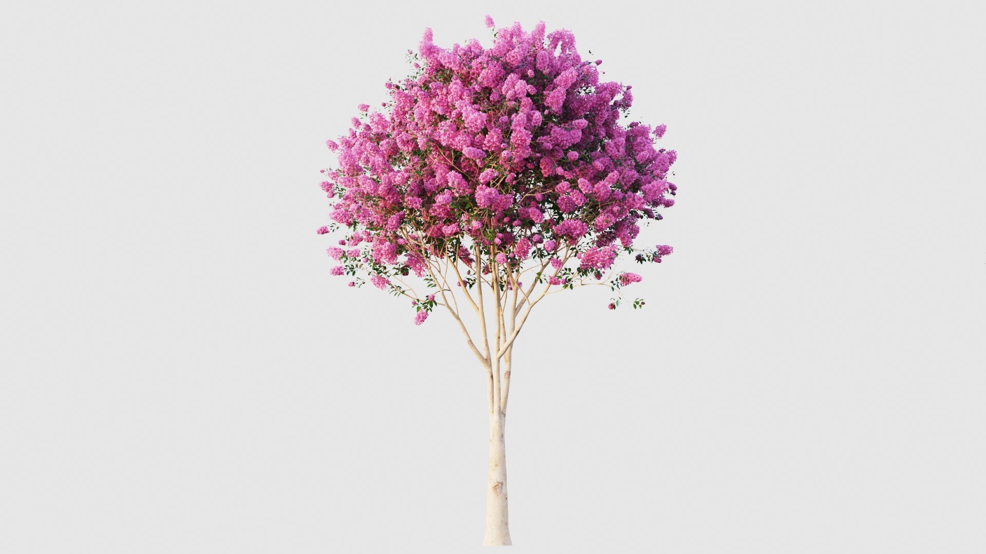 crape myrtle 3D model https://p.turbosquid.com/ts-thumb/DY/eG9tuN/Qu/crapemyrtle2/jpg/1651047236/1920x1080/fit_q87/1b6484591791baac3fe39867f616f8e21a4819a2/crapemyrtle2.jpg