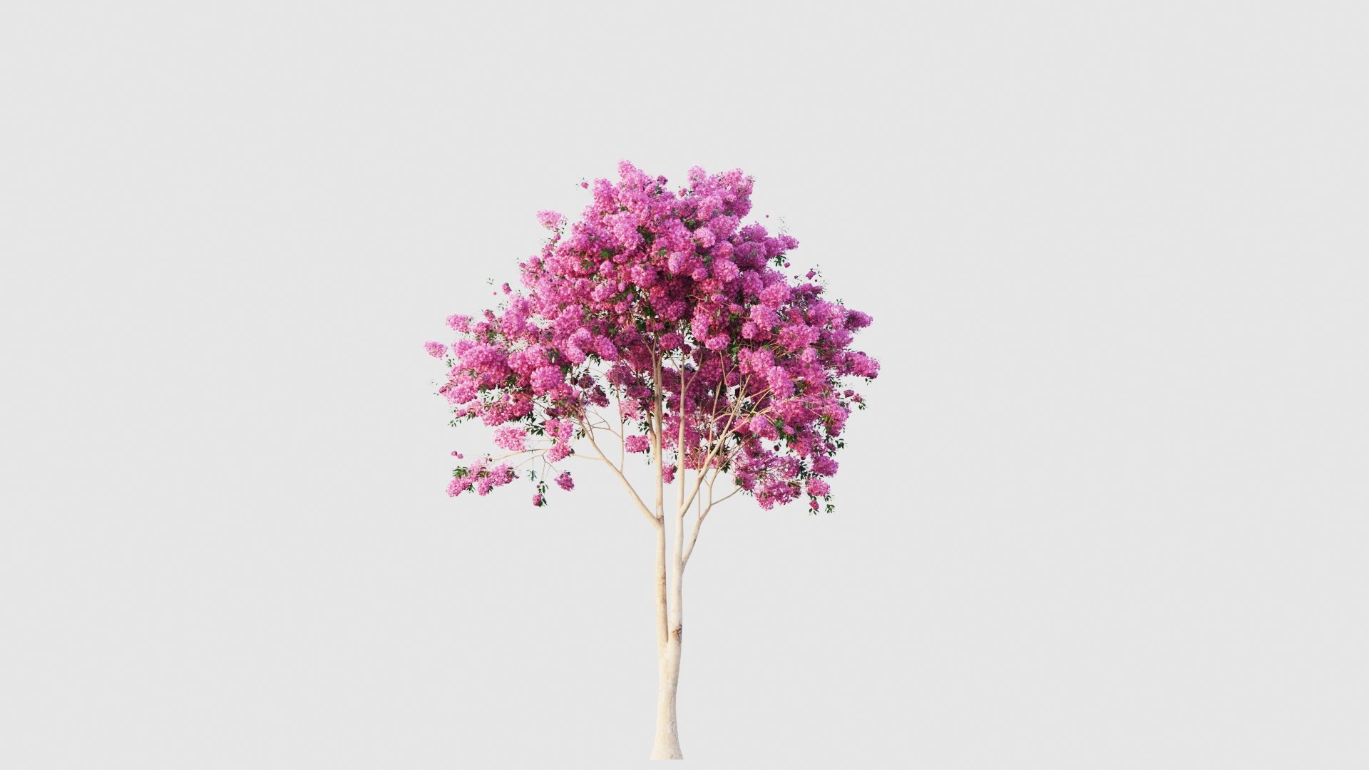crape myrtle 3D model https://p.turbosquid.com/ts-thumb/DY/eG9tuN/ZK/crapemyrtle3/jpg/1651047235/1920x1080/fit_q87/f03f468618a38501917034b44b32b9e81bd23f21/crapemyrtle3.jpg