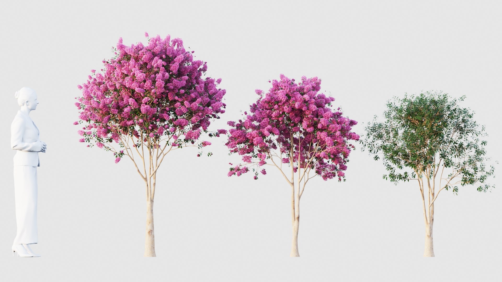 crape myrtle 3D model https://p.turbosquid.com/ts-thumb/DY/eG9tuN/ZW/crapemyrtle1/jpg/1651047258/1920x1080/fit_q87/7c09e93532dc52b457d77656c46482fe1e5b3ac3/crapemyrtle1.jpg
