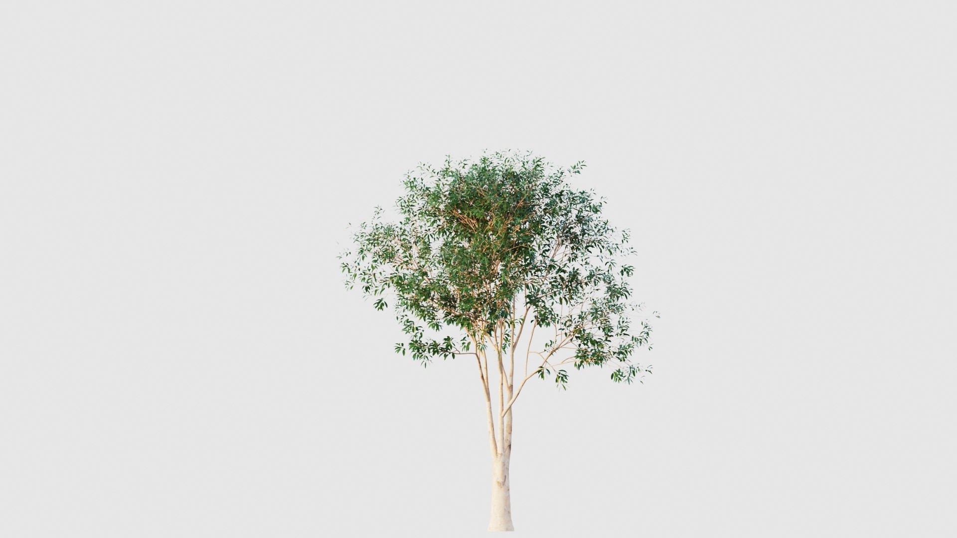 crape myrtle 3D model https://p.turbosquid.com/ts-thumb/DY/eG9tuN/hw/crapemyrtle4/jpg/1651047237/1920x1080/fit_q87/cf18825ba46734f42e2d0ed1f3f0459ead65233a/crapemyrtle4.jpg