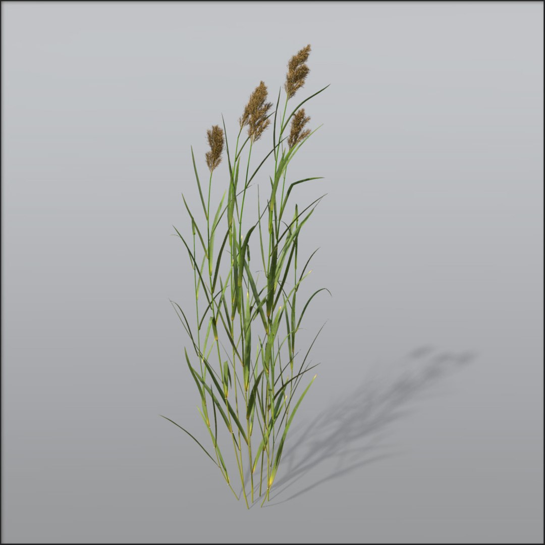 C4d Reed Grasses
