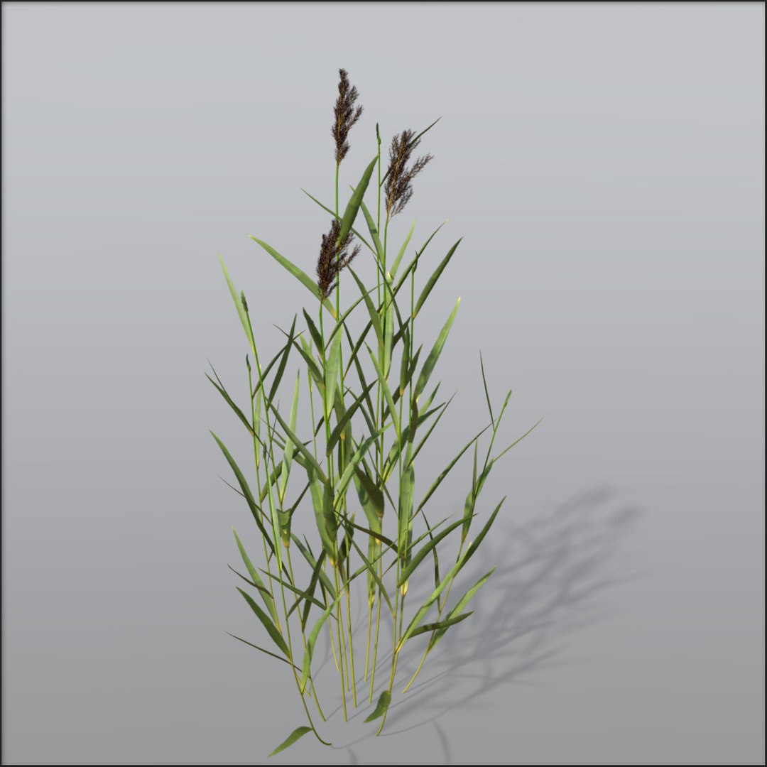 C4d Reed Grasses