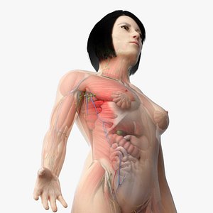3D asian female anatomy rigged model