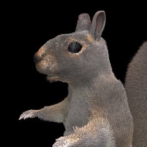 3d furry squirrel model