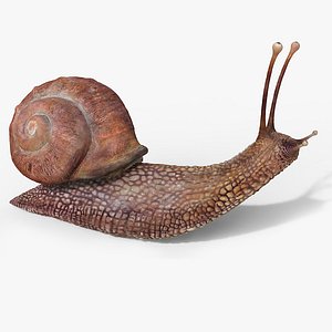 3D snail