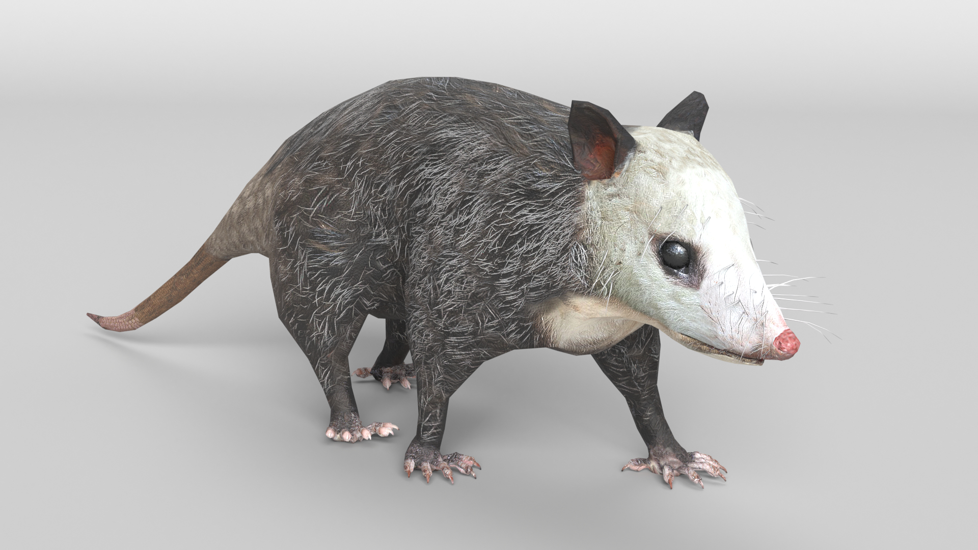 65 Possum Trap Images, Stock Photos, 3D objects, & Vectors