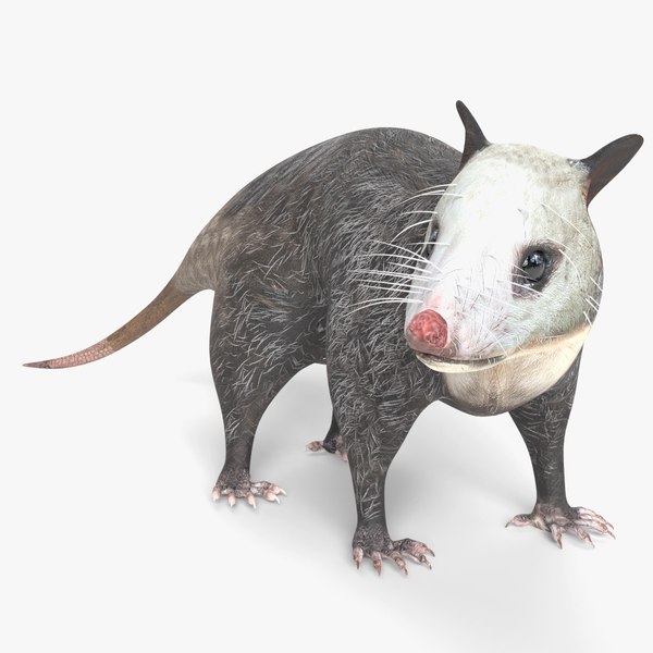 3D Animated Opossum