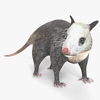 Animated Opossum