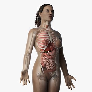 skin african female skeleton 3D model