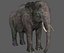 Aparejo de elefante asiático