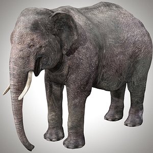 Asian Elephant Rig 3D model