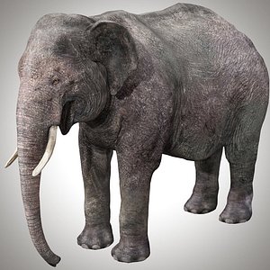 Asian Elephant Rig