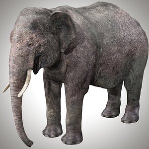 Asian Elephant Rig