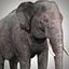 Aparejo de elefante asiático