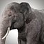 Aparejo de elefante asiático