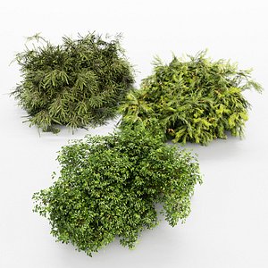 3D 3 Different tree Bush-Golden Globe-Dwarf Thuja-Spruce tree