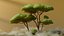 3D Low Poly Savanna Trees model