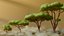 3D Low Poly Savanna Trees model