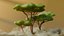 3D Low Poly Savanna Trees model