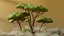 3D Low Poly Savanna Trees model