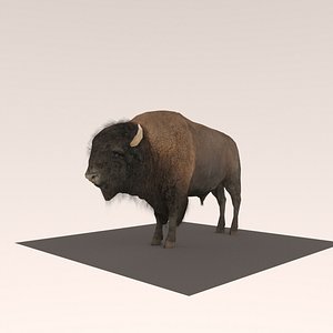 bison nature 3D model