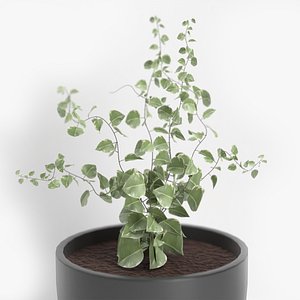 Editable Ficus Plant