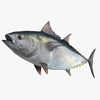 Bluefin Tuna Rigged for Cinema 4D