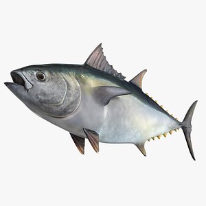Bluefin Tuna Rigged for Cinema 4D