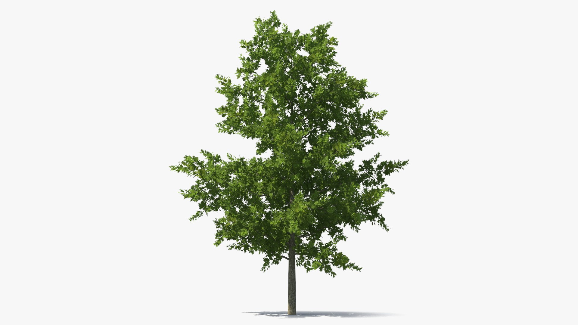 Oak Tree 3D model preview
