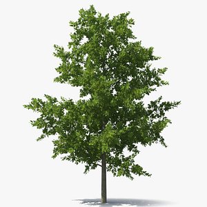 Oak Tree