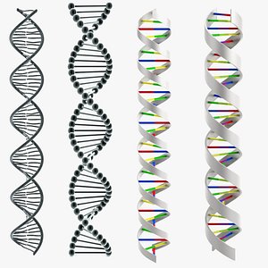 3d dna set model