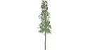 European Aspen Tree - 01 -