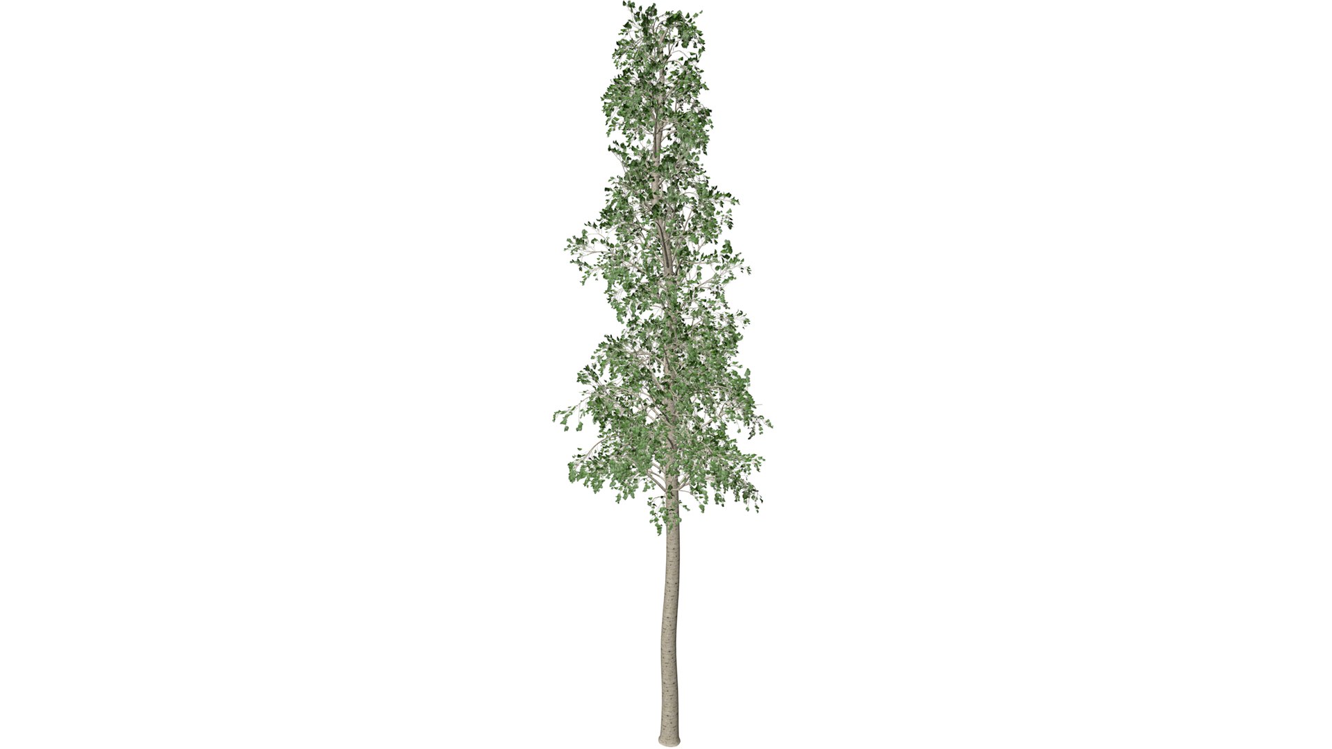 European Aspen Tree Collection 3D model https://p.turbosquid.com/ts-thumb/Da/Qpg7n6/Et/europeanaspen_01_030/png/1785653265/1920x1080/fit_q87/878b8986b4a9a4d146320ac7d0a00b4e218efc9e/europeanaspen_01_030.jpg