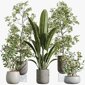 AV Indoor Plants Set 290 Fruit Bonsai China Orange Tree and Banana Strelitzia Nicolai and Arbequina
