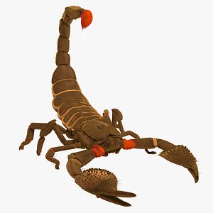 scorpion 3D