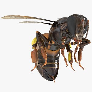 honey bee rigged 3D model