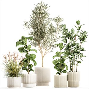 Set of plants white modern pots ficus lyrata olive tree 1456