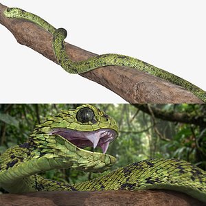 3D Bush Viper Snake Attack Animated Rigged For Maya model