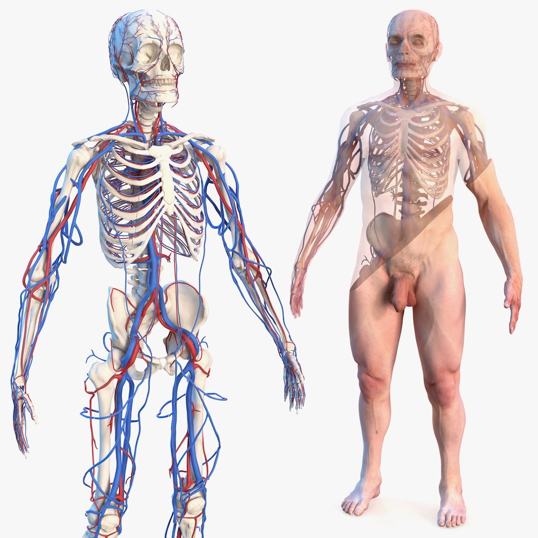 Male Skeleton Cardiovascular System and Skin 3D model preview