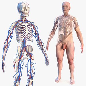 male skeleton cardiovascular skin 3D model