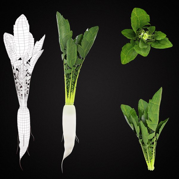 raddish green leaf vegetable 3D