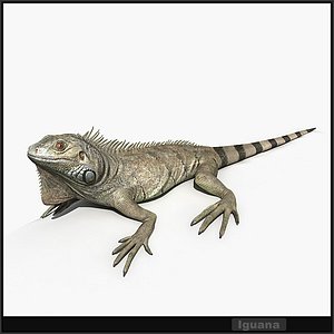 resolution iguana lizards 3d model