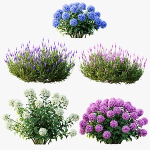 AV Smooth Wild Hydrangea and Lavandula Pedunculata 3D model