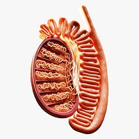 Male Testicles Testes Anatomy