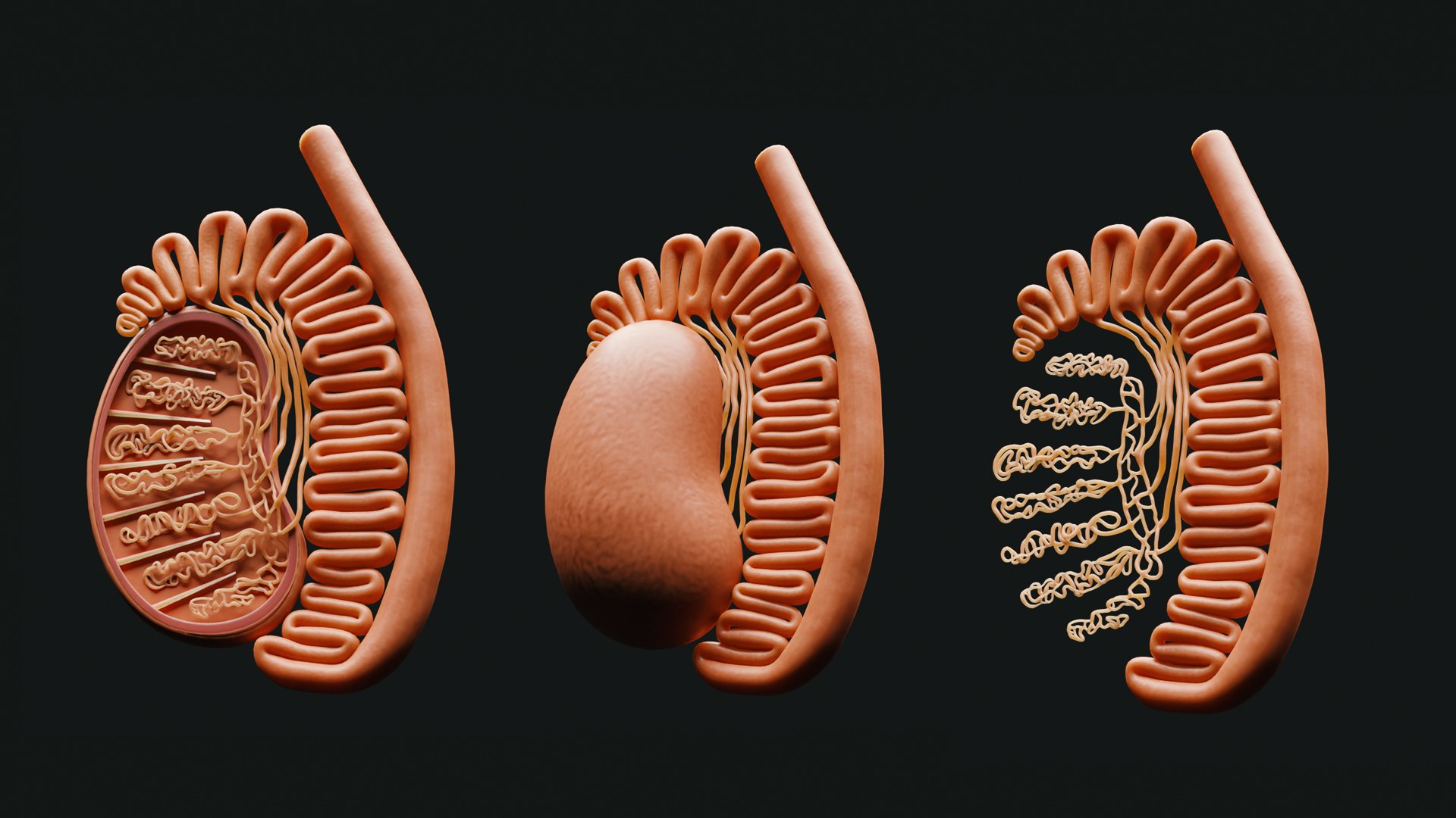 Male Testicles Testes Anatomy Model Turbosquid 1988351